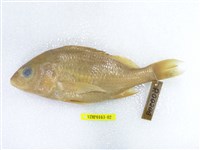 藏品(星雞魚)的圖片